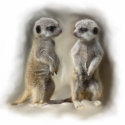 Meerkat baby twins photo sculptures