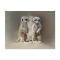 Meerkat baby twins post card