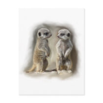Meerkat baby twins postcards