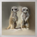 Meerkat baby twins posters