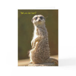 Meerkat Birthday Card
