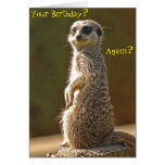 Meerkat Birthday Card