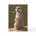 Meerkat Birthday Card See that? c