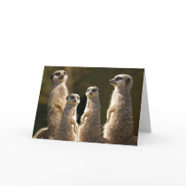 Meerkat Birthday greeting card