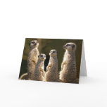 Meerkat Birthday greeting card