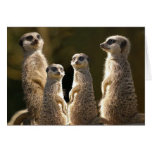 Meerkat Birthday greeting card