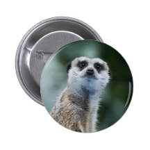 Meerkat Button
