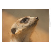 Meerkat Greeting Card