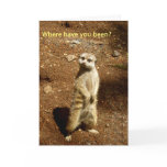 meerkat
