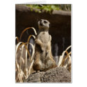 Meerkat Card