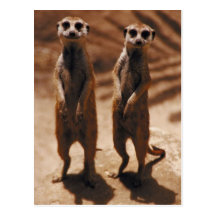 Meerkat Duo Post Card