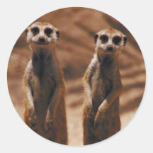 Meerkat Duo Stickers