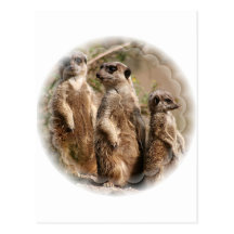 Meerkat Family Postcard