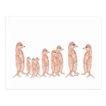 Meerkat Family Postcard