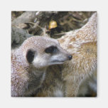 Meerkat Fridge Magnet
