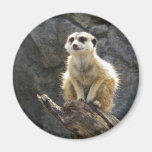 Meerkat Fridge Magnet