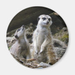 Meerkat Fridge Magnets