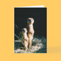 Meerkat Friends Greeting Card cards
