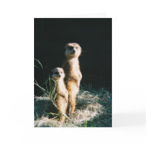 Meerkat Friends Greeting Card