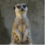 Meerkat Guard Photo Sculpture photo sculptures