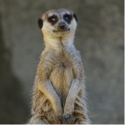 Meerkat Guard Photo Sculpture by FNolan