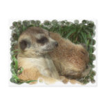 Meerkat Habitat Postcard