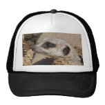 meerkat hats