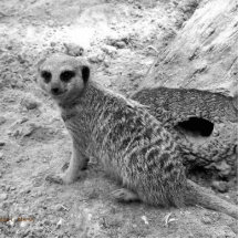 Meerkat looking at viewer photogarph picture photo cutout