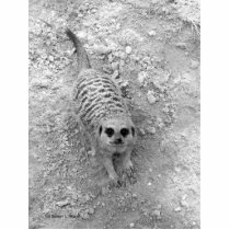Meerkat looking up from ground photograph pic