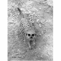 Meerkat looking up from ground photograph pic acrylic cut out