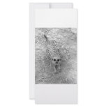 Meerkat looking up from ground photograph pic rack cards