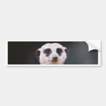 Meerkat Lookout Bumper sticker