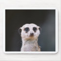 Meerkat Lookout mousepads