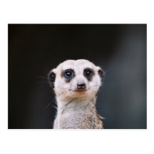 Meerkat Lookout Postcards