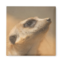 Meerkat Refrigerator Magnets