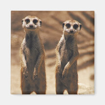 Meerkat magnet