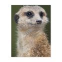 Meerkat on the look out postcards