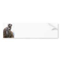 Meerkat Pair Bumper Sticker