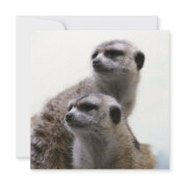Meerkat Pair Invitation