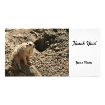 Meerkat Photo Cards