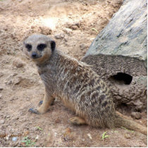 Meerkat photograph against log and sand