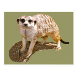 Meerkat Picture Postcard