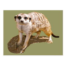 Meerkat Picture Postcard