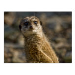 Meerkat Post Card