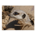 meerkat post card