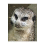 Meerkat Postcards