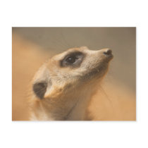 Meerkat Post Card
