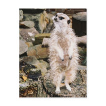 Meerkat Postcard