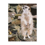 Meerkat Postcard