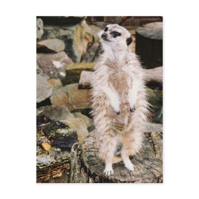 Meerkat Postcard by rukeman
